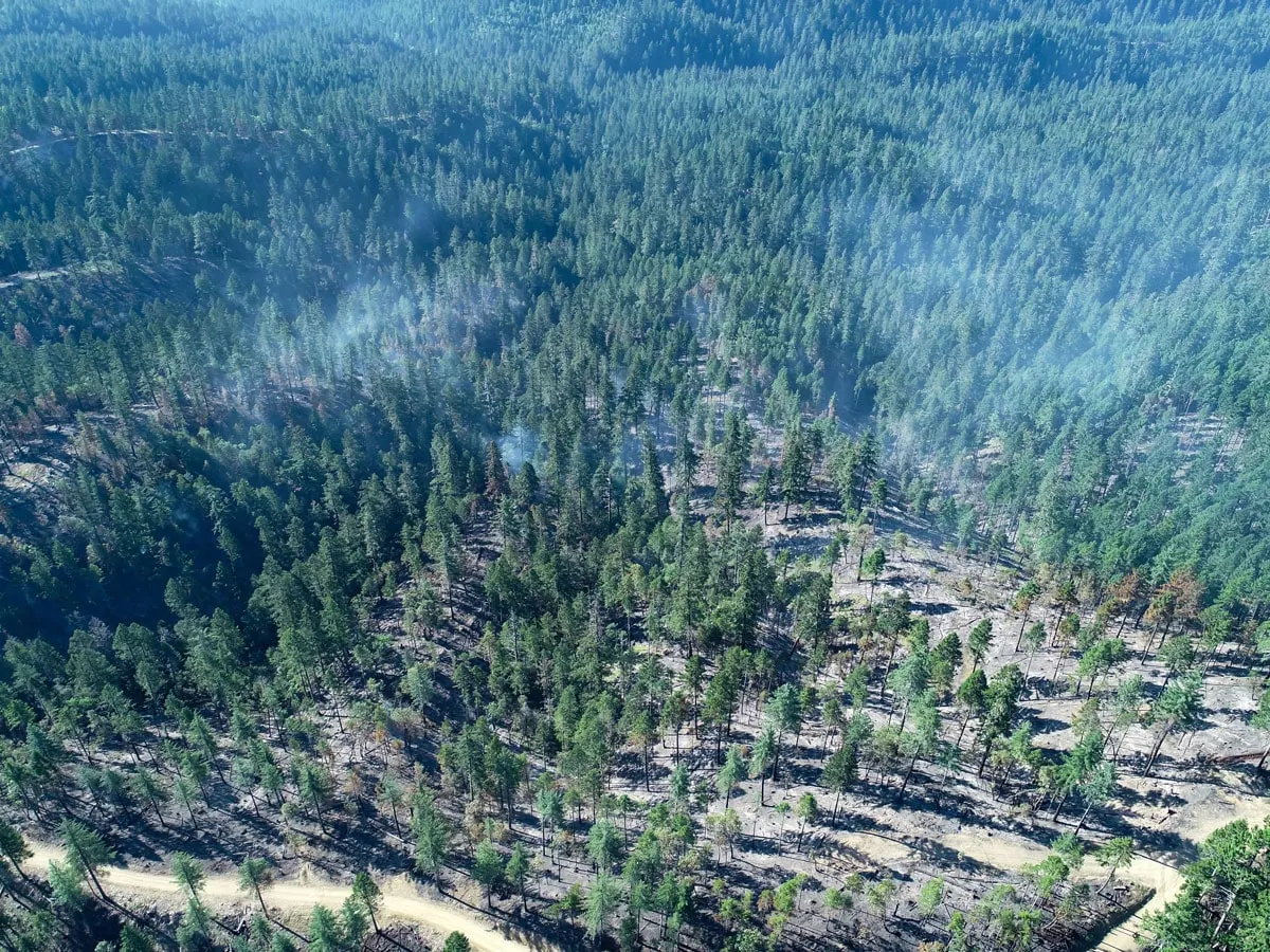 Smoke rising out of conifer forest, seen from the aircraft in the early years.
