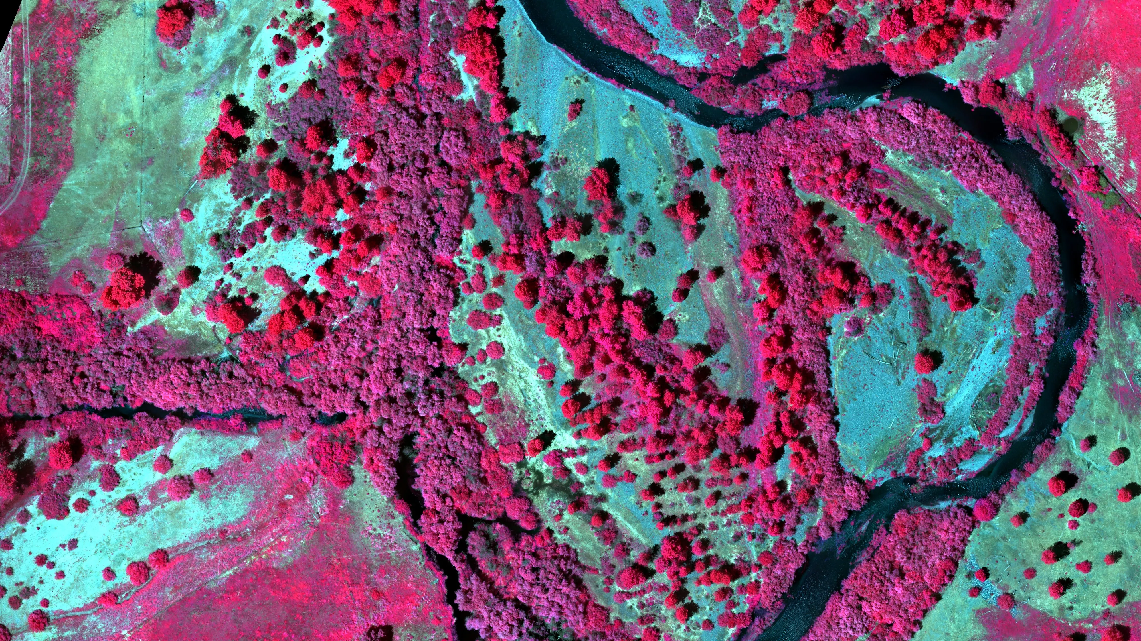 Colour infrared orthomosaic of the river corridor: canopy in magenta, gravel bars in cyan, the channel dark.