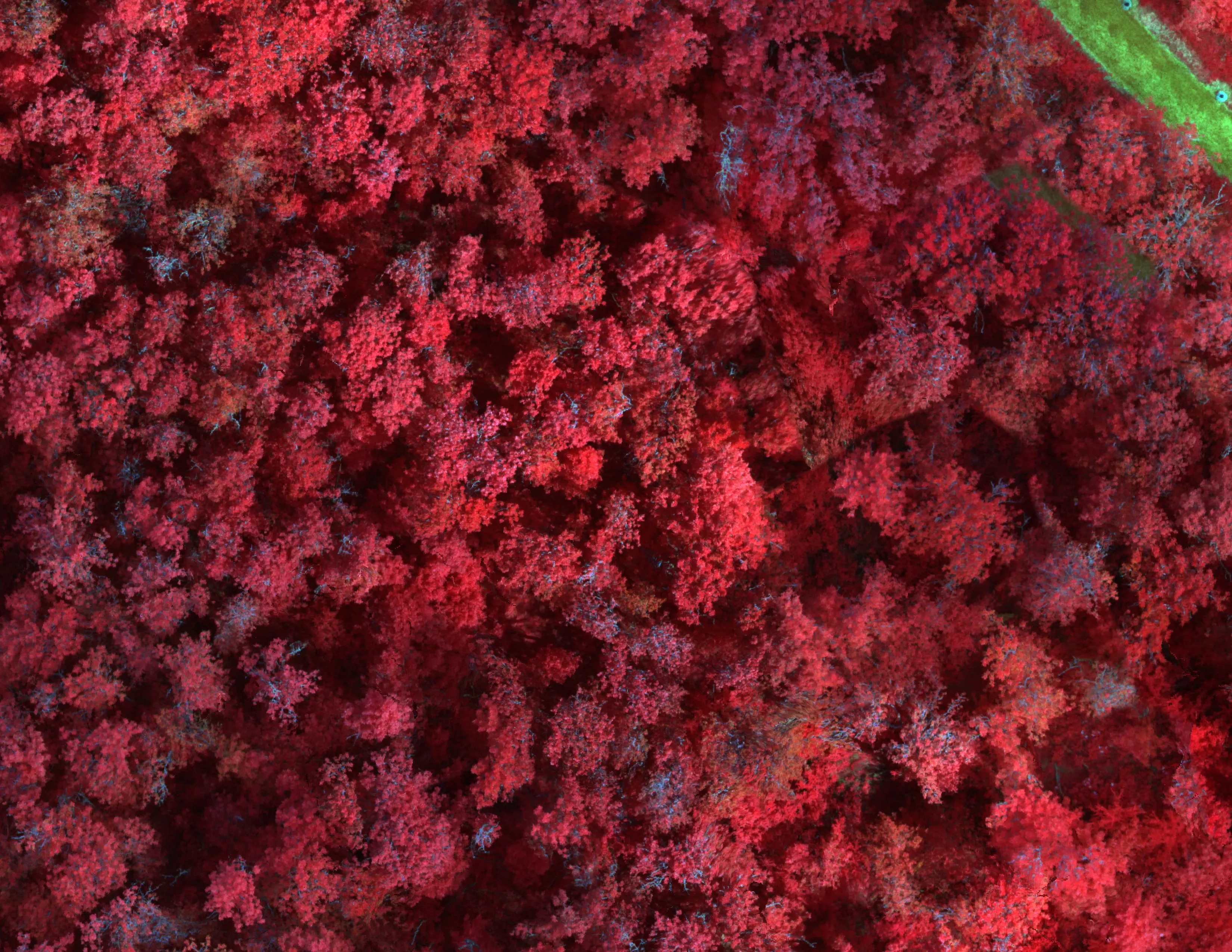 Color infrared imagery from the RedEdge MX over Eugene riparian canopy, vegetation in red.