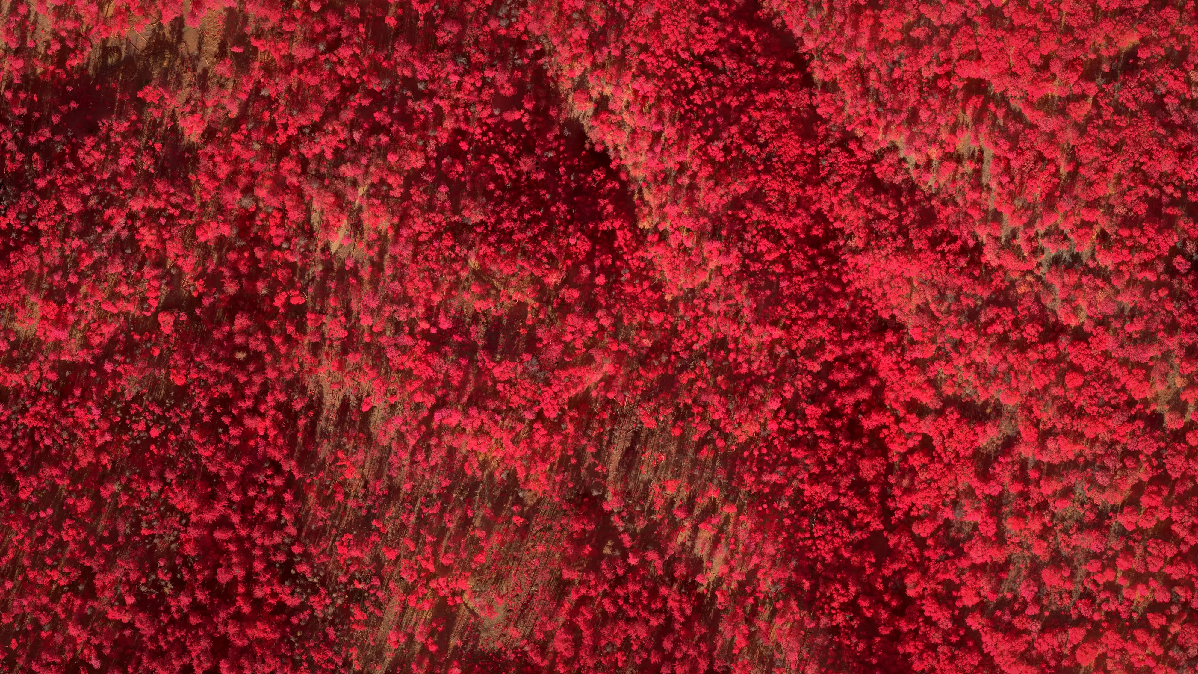 Colour infrared view of the same forest: living conifers throw back near infrared and print bright crimson, while dead trees and bare ground stay brown and grey.