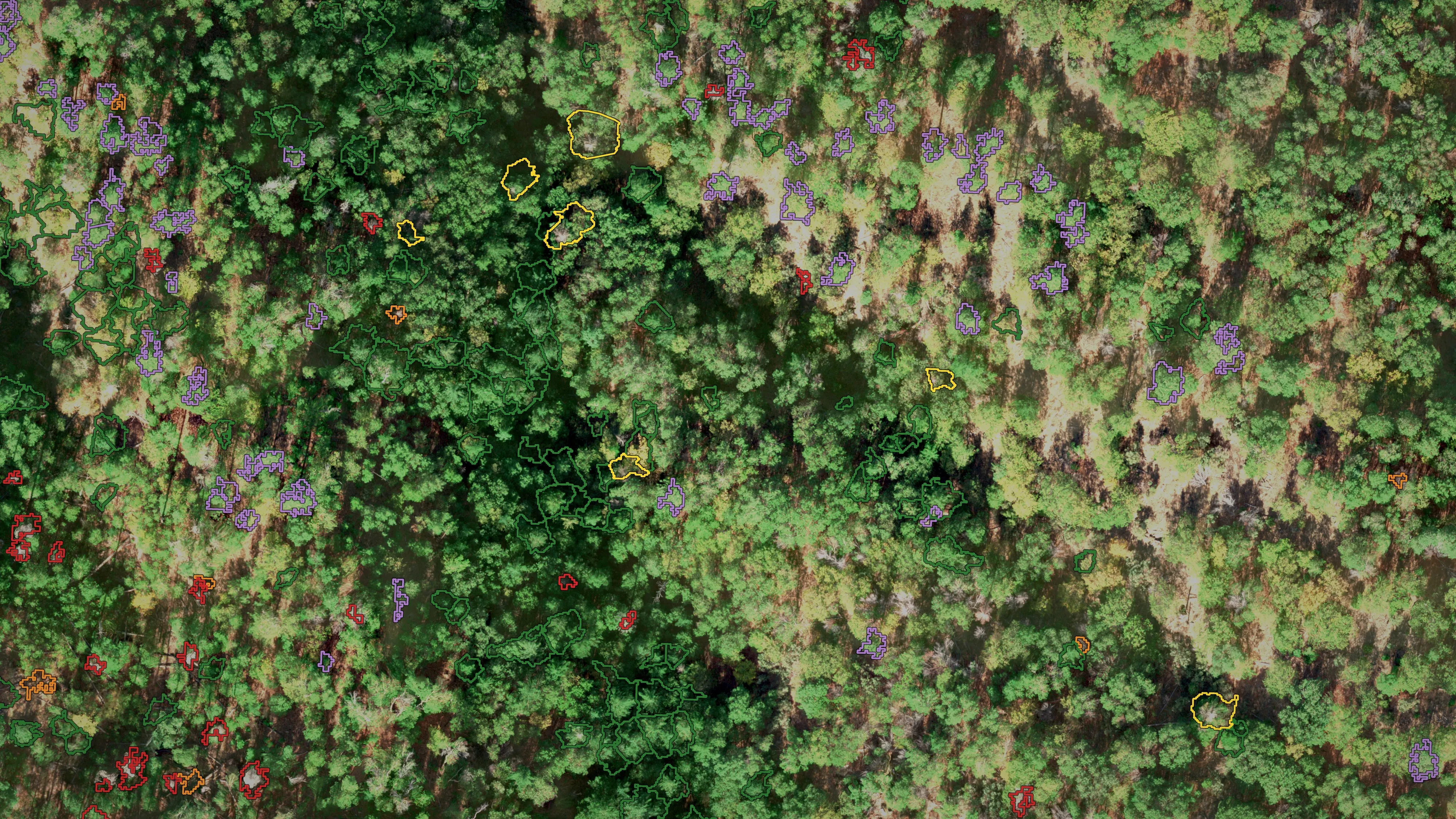 Tree crowns outlined over an aerial photograph of forest and coloured by health class: green healthy, lavender ponderosa pine, yellow declining, orange dieback, red dead.
