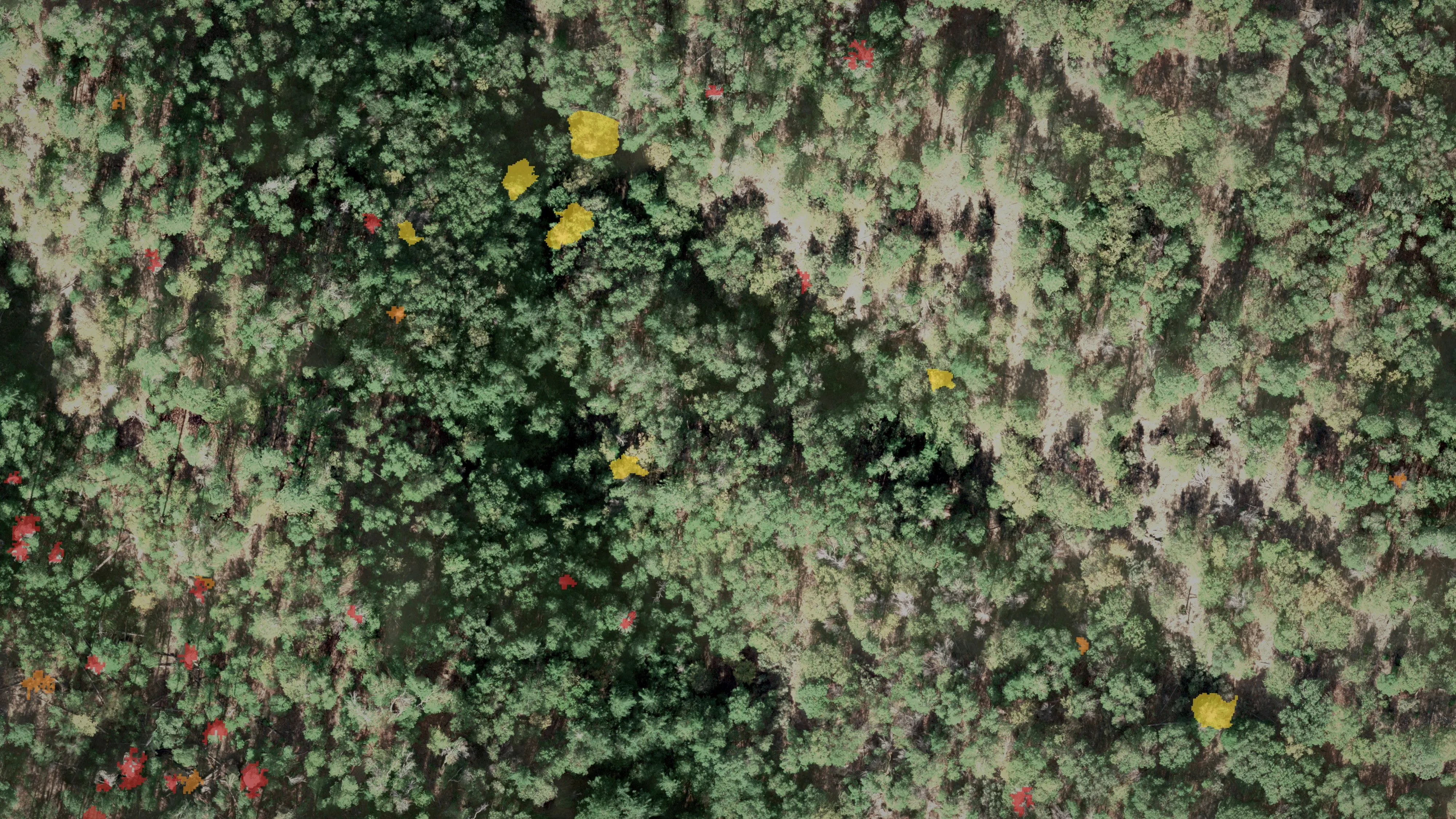 The same forest with only the trees in trouble marked: yellow declining, orange dieback, red dead, scattered through green canopy.