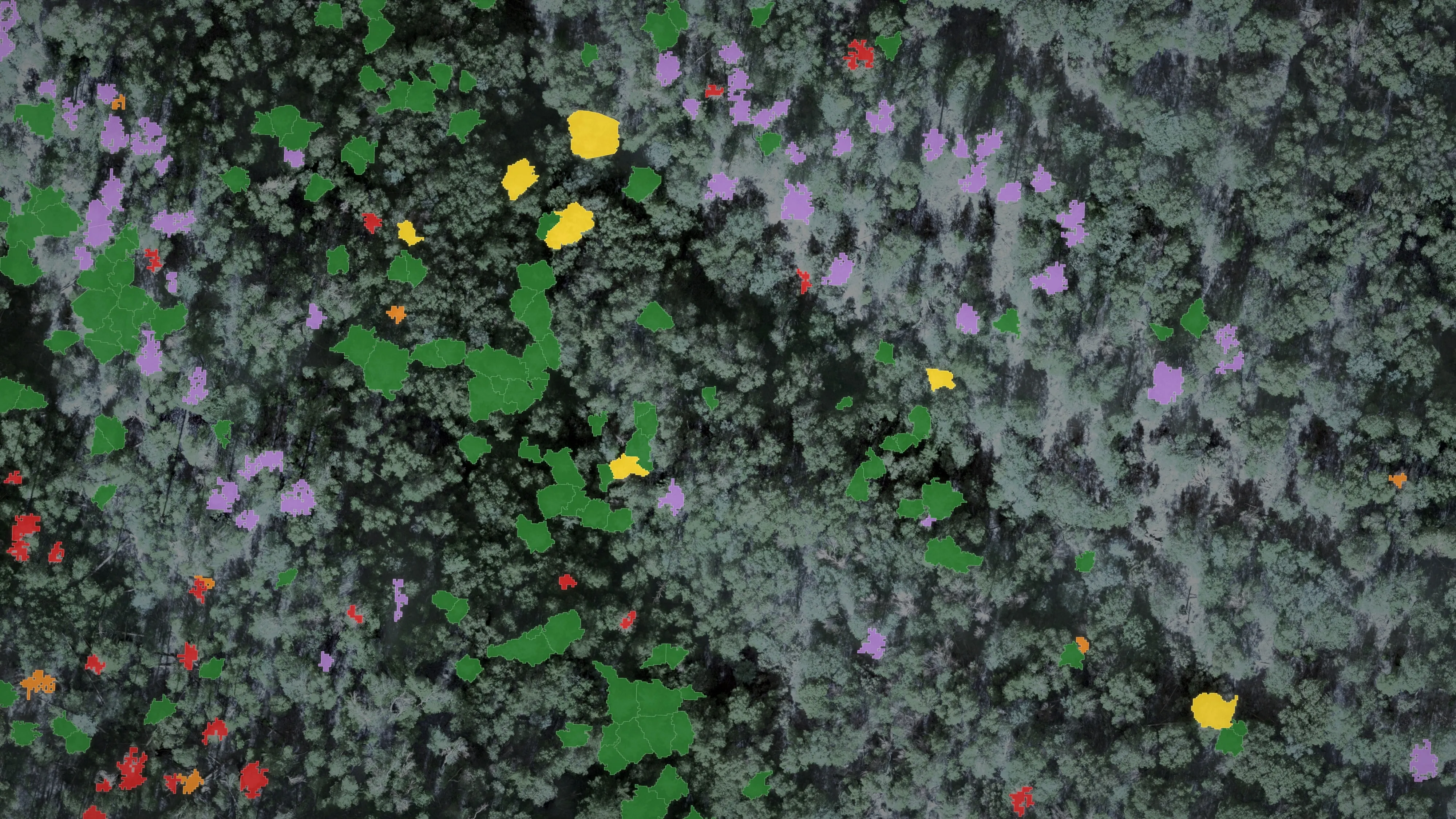 Every delineated tree crown filled with its health class colour over a darkened aerial photograph, so the pattern of the die off reads across the stand.