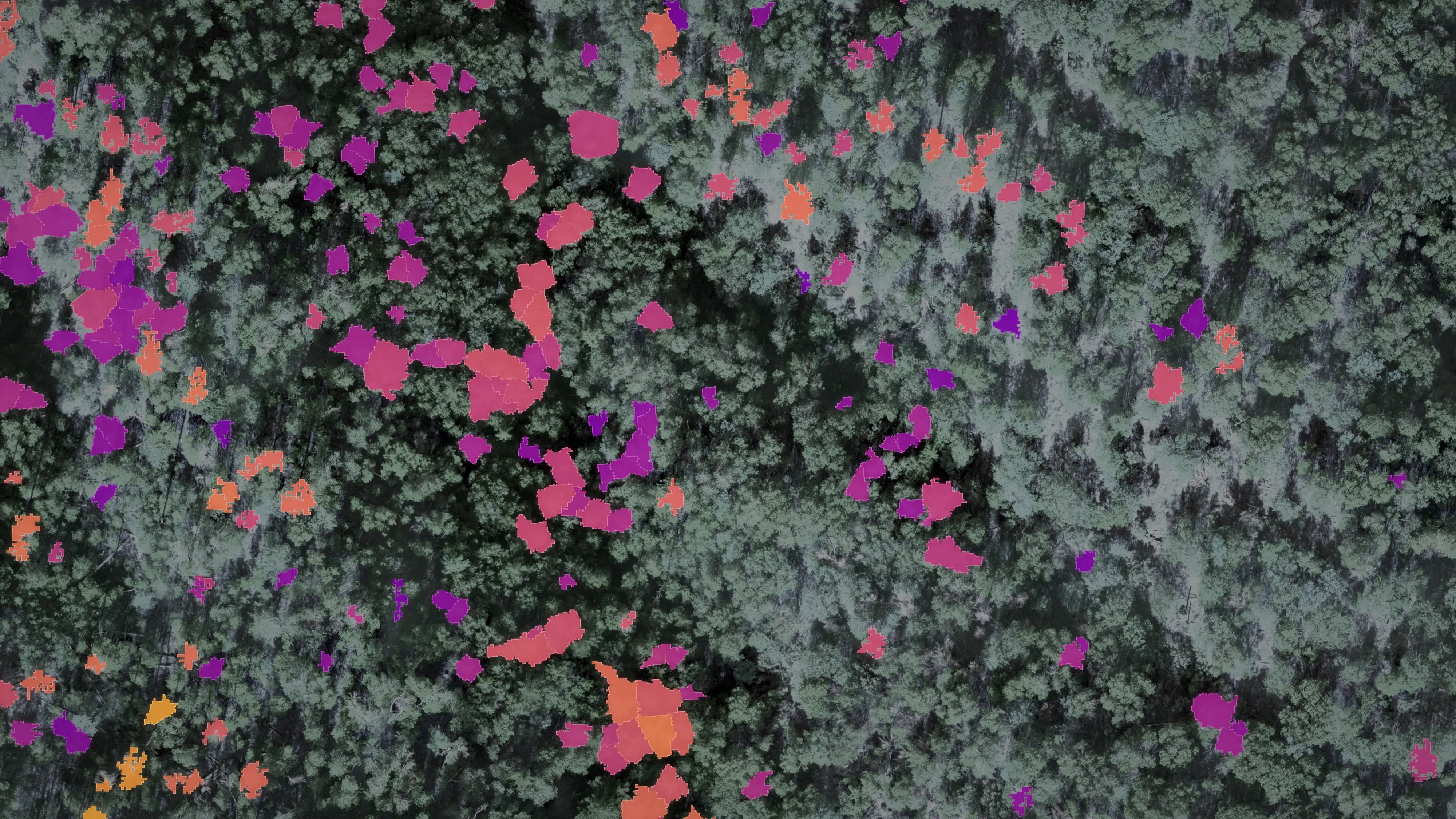 Tree crowns filled by measured height on a purple to yellow ramp over a darkened aerial photograph of forest.