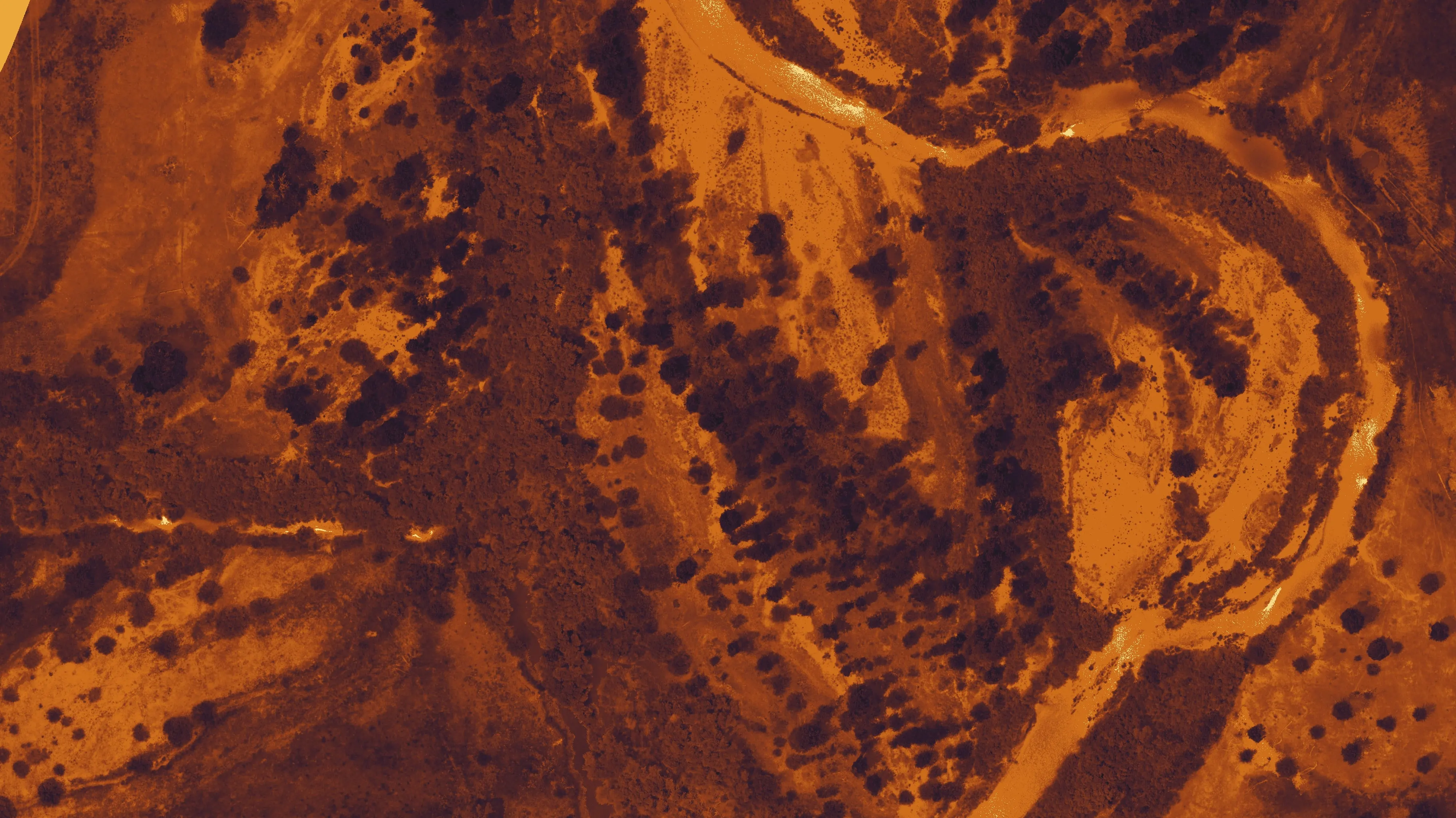 Water index of the river corridor, the wetted channel and side channels dark against gold ground.